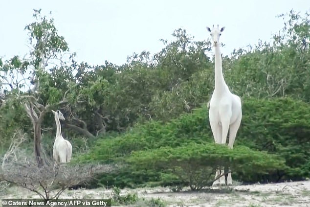 girafe albe